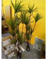 PLANTA POLIESTER PP 75X75X180 DRACENA VERDE