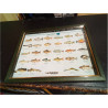 CUADRO PECES