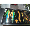 PANEL SISTEMA NERVIOSO ESPINAL CON LUZ Y MANDO