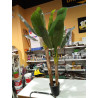 PLANTA DECORATIVA 