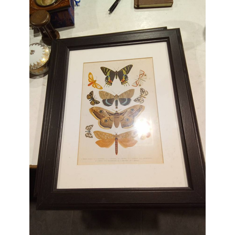 CUADRO MARIPOSA