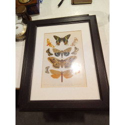 CUADRO MARIPOSA