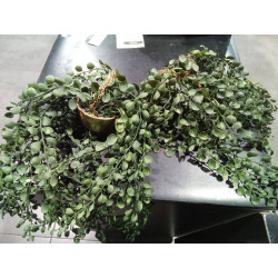 PLANTA COLGAR