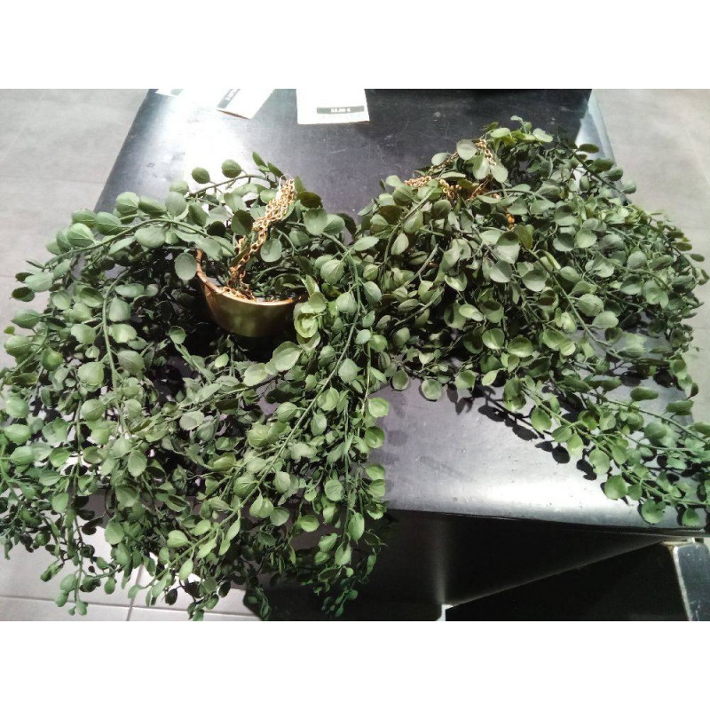 PLANTA COLGAR
