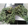 PLANTA COLGAR
