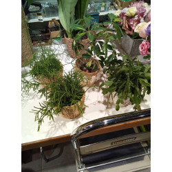 PLANTA PEQ.