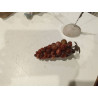 RACIMO UVAS